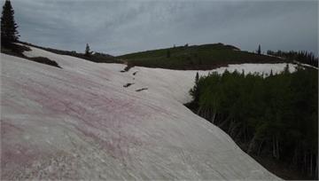 粉紅雪好夢幻？ 猶他州山區「西瓜雪」恐助長暖化