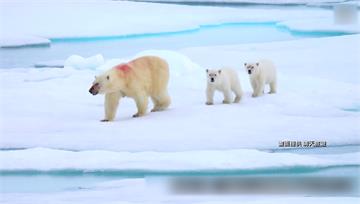 心都融化了！直擊北極熊寶寶 冬眠後1家3口出遊