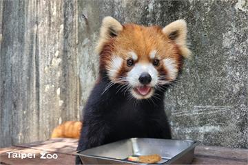 個性穩定不挑食　台北動物園小貓熊「可頌」被相中赴...