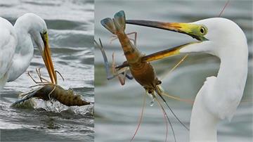 養殖泰國蝦吸引水鳥搶食 老闆霸氣「送牠吃」