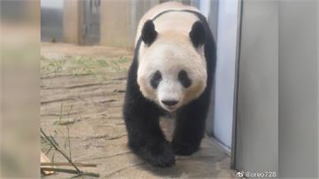 上野動物園招牌大貓熊「香香」將返中國 民眾含淚送...