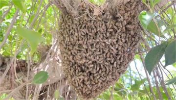 校園蜜蜂群聚驚見「龍捲蜂」 嚇壞師生急驅離