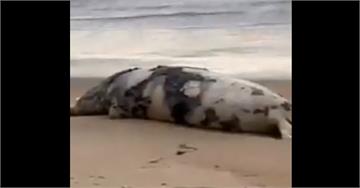 俄羅斯裏海沿岸2500隻海豹死亡 原因尚不明