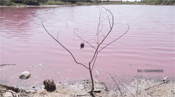 噁！巴拉圭製革廠排廢水 潟湖染紫飄惡臭