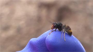 加拿大科學家新研究：黃蜂水下可存活7天 能抵擋洪...