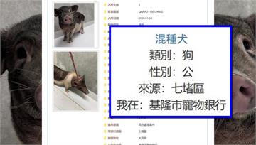 小豬誤被標「混種犬」 基隆動保烏龍公告引熱議