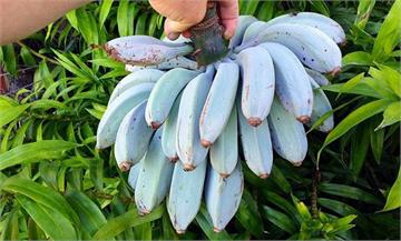香蕉界的哈根達斯「爪哇藍蕉」 因COP26再掀熱...