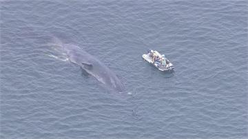回不到大海！ 日本大阪灣迷途鯨魚「淀醬」虛弱死亡