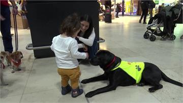 柏林機場有狗狗！ 與旅客互動減搭機焦慮