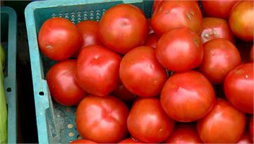 買不到蛋害「番茄」滯銷？ 每斤55元降到33元