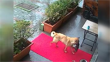 母愛動人！ 「浪犬媽媽叼凍僵幼犬」到獸醫院求助