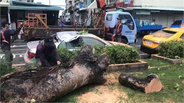 台南路樹又倒塌 6公尺高菩提樹壓毀2車