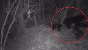台灣黑熊保育有成！ 母熊帶3小熊出沒畫面曝