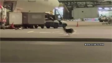 牧羊犬機坪狂奔近2小時！地勤苦追畫面曝光 桃機：...