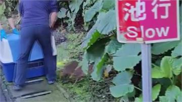 野生山羌誤入北市動物園 確認健康野放回山林