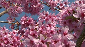 阿里山櫻花季開跑 3-4月假日將實施交管