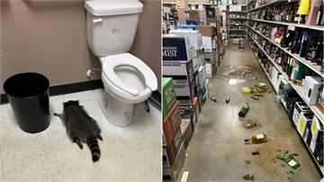 酒鋪遭砸一片狼藉...竟是「浣熊」闖店狂灌酒 喝...