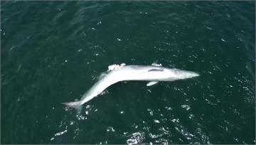 香港鯨魚翻肚亡 過去兩週遭觀光船「天天圍觀」