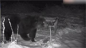 日本熊熊危機不斷擴大 警方獲授權用槍驅野熊