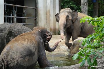炎炎夏日 台北動物園亞洲象戲水花招多「瀑布當SP...