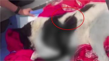 苗栗流浪狗遭弓箭射穿！1死1重傷 警組專案小組全...