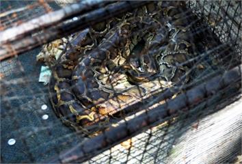 春季蛇出沒高峰！專家揭「急救5要5不」  錯一步...