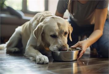 毛孩臨終徵兆「5大變化」飼主一定要知道  突然不...