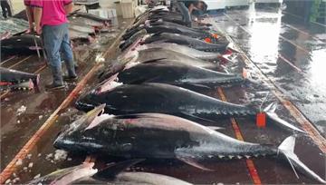 創20年紀錄！ 蘇澳黑鮪魚交易量「估將破4千尾」