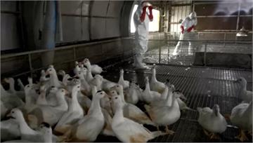 宜蘭H5N1禽流感未擴散！ 農委會：加重採樣頻率