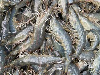 台宏斷交影響白蝦供應？ 漁業署：來源國多不會缺蝦