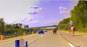 落跑乳牛跑上高速公路！ 美國牛仔狂追「成功逮牛」
