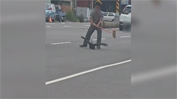 鴨子也趕上班？通勤尖峰闖入台三線霧峰段 黑鴨悠哉...
