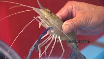 中國疑「蝦傳人病毒CMNV」嚴重恐失明   國內...