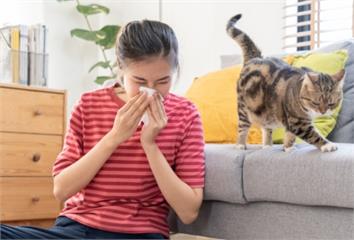 不只寵物毛髮！醫揭飼主常忽略「4大過敏元兇」 墊...