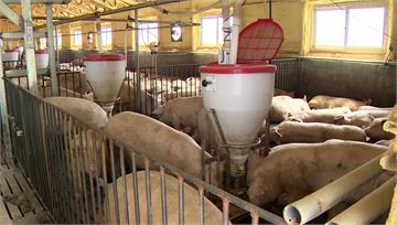 南韓時隔2個多月 再度出現非洲豬瘟案例