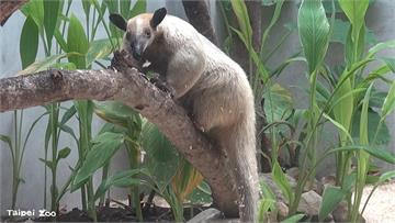 台北市立動物園驚傳動物失蹤！小食蟻獸「黑妞」脫逃...