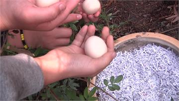 校雞「產蛋過剩」　學生每天校園內驚喜撿蛋