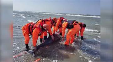 台南王爺港沙灘 發現保育類糙齒海豚擱淺