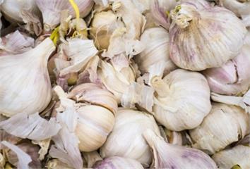 蒜頭發芽還能吃嗎？1圖看懂「能不能吃」  還能簡...