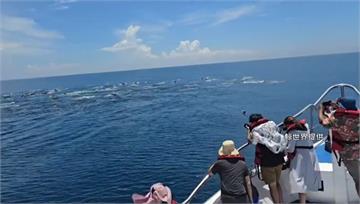 花蓮外海上千「3種海豚」現蹤 遊客驚呼連連