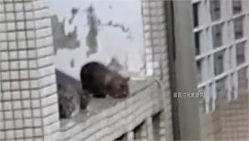 婦人秉持因果論不殺生　養百隻老鼠嚇壞鄰居