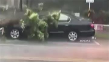 4縣市大雨特報「大雷雨轟台南」　路樹倒塌砸中轎車