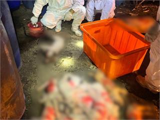 台中養豬場爆非洲豬瘟！農業部預防性撲殺195頭豬...