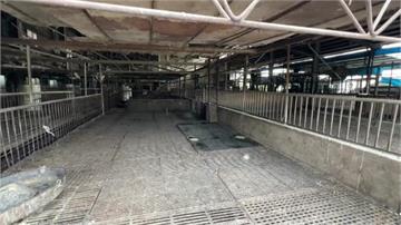 非洲豬瘟案場王姓獸醫涉「無照」開藥 台中農業局發文檢調