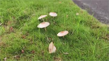 高雄連日大雨又長巨型白菇 公園處：野生蕈菇勿隨意...