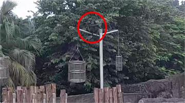 北市動物園2隻黑猩猩「脫逃」已成功抓獲 明開記者...