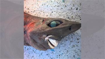 澳洲深海捕獲詭異鯊魚　大眼凸嘴網友驚呼連連