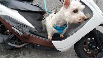 台灣狗狗站機車踏板 外國人：有訓練過？