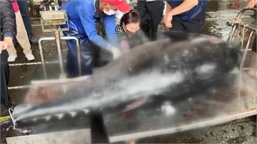 南方澳今年第一「鮪」！ 黑鮪魚重達270公斤