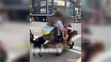 太危險！電動代步車「3貼帶2狗」 後座女子還單手...